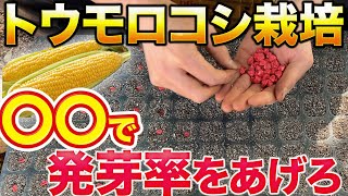 【発芽率up】トウモロコシの正しい種まき方法教えます [upl. by Geoffrey391]