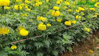 Ashoka yellow marigold 35 days plants 60days plants Sathish Nursery [upl. by Yleme863]