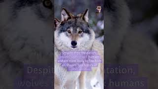 Wolves didyouknow facts [upl. by Lamb]