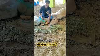 cow gausewak hindisong farming gaumakasevak [upl. by Smaoht]