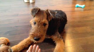 Adorable Airedale Terrier Puppy Makes Chewbacca Sounds [upl. by Garlanda]