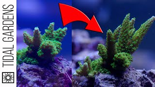 SPS Show Tank  Acropora Growth Progress  Episode 6 [upl. by Amiaj]