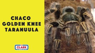 Chaco Golden Knee Tarantula  Bug Zoo [upl. by Walrath]