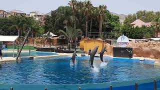 Amazing dolphin show in Benalmadena [upl. by Esiouqrut]