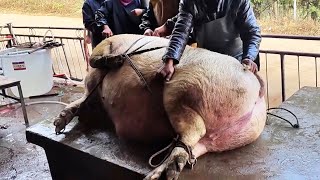 From Pigs To Pork Slaughtering 600 Pounds Of Pigs [upl. by Aynor]