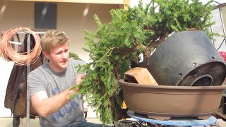 Bjorn Bjorholms Bonsai demo [upl. by Hsima]