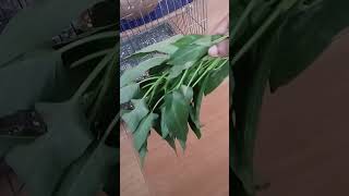 pakhir khabarnaturenatural youtubeshort subscribe viral sound birds food pakhi  shorts [upl. by Backler395]