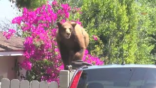 5 homes quotbroken intoquot by bear in Monrovia [upl. by Sadnalor]