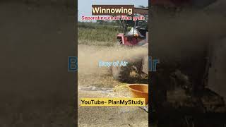 Winnowing  Process of Separating Grain from husk Chaff agriculture threshing vigyan planmystudy [upl. by Gnuhp]