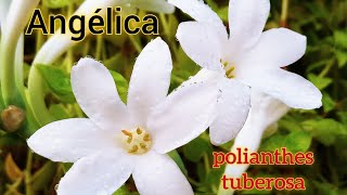 Cultivo fácil para Angélica Polianthes Tuberosa [upl. by Leahcimnaj]