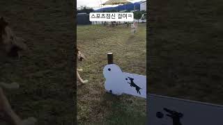 덕구 블루 잘뛰긴하는데 스포츠정신 결여 ㅋㅋ 자꾸 가로질러 따라감 짱아네가족 goldenretriever [upl. by Eniamret819]