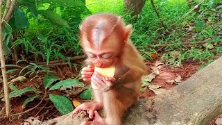 This monkey is very hungry he took food from my hand to eat [upl. by Ehrman]