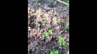 Mittleider raised bed Strawberries 75 Sawdust n 25 Sand soil [upl. by Aihsoj]