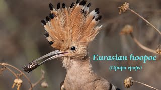 Eurasian hoopoe Upupa epops  Hoopoe Bird  Crested Bird [upl. by Anej]