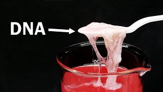 Extracting DNA from strawberries and eating it [upl. by Euginimod]