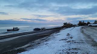 🐋 Bowhead Whale Harvest 🐋 [upl. by Naejamron322]