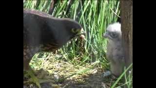 New Zealand Birds New Zealand Falcon feeding chick [upl. by Maxia]