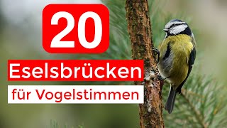 20 Eselsbrücken für Vogelstimmen  Vogelstimmen Merkhilfe [upl. by Che]