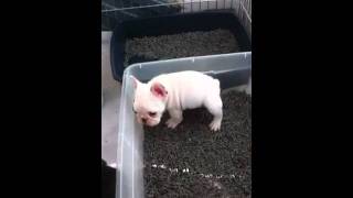 Frenchie puppies using litter box [upl. by Areem]