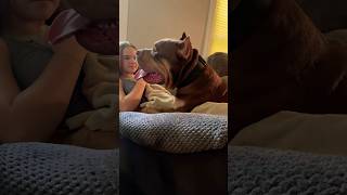 Giant bully Bones xlbully dogbreed shortsvideo [upl. by Suinotna]