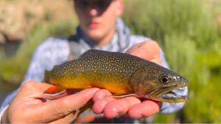 Breathtaking Backcountry Brook Trout [upl. by Giarc198]