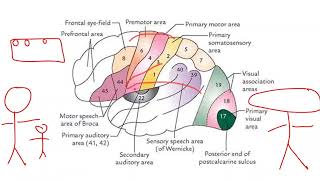 Session3  areas amp [upl. by Anawit]