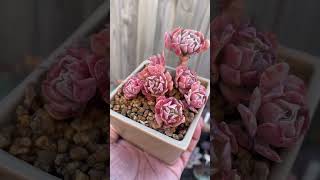 Echeveria Pinwheel Resolution echeveria succulent succulentcluster pinksucculent plants [upl. by Aiouqes874]