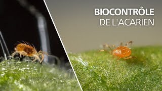 Biocontrôle de lacarien tétranyque avec lacarien auxiliaire prédateur Phytoseiulus persimilis [upl. by Robinet215]