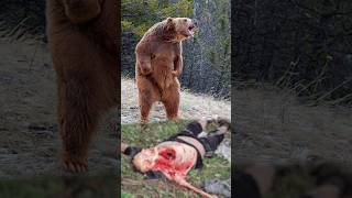 The Deadliest Bear Attack in Japans History [upl. by Eittod]