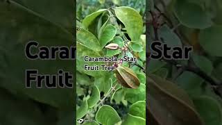 CarambolaStar Fruit Tree httpswwwyoutubecomchannelUCdUZ9zKeBkP8oH7ioqpKCeg [upl. by Pachton]