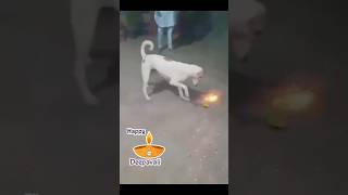 trending funny funnymemes shortvideos doglover viralvideo [upl. by Elda]