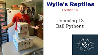 Wylies Reptiles Episode 14 Unboxing 12 Ball Pythons [upl. by Hanikas]