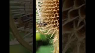 Native UK 🇬🇧 wasp 🐝 laying eggs into dried out teasel flower head [upl. by Gilles]