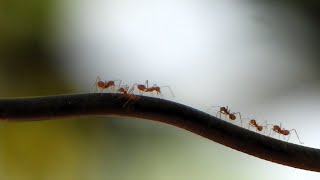 weaver ants are aggressive predators [upl. by Marja]