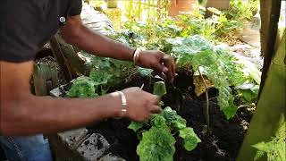 Planting Spotty Dotty Podophyllum hexandrum amp Tree Fern Update [upl. by Murtagh]