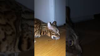 Bengal Cat Growl Hiss and Roaring Defending Pray [upl. by Edina949]