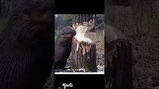 Why did Beaver 🦫 cut trees shorts facts beavers wildlife nature dams animals lion tiger [upl. by Nawak]