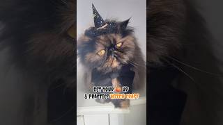 🔮✨🐈‍⬛ halloweencat witchcat tortitude tortie tortoiseshell Persian cat witch ✨ [upl. by Eiramyma]