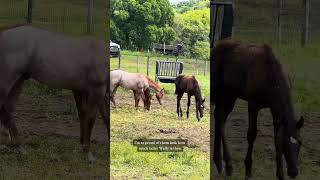 Let’s put the weanlings out horse aqha [upl. by Ecinev908]