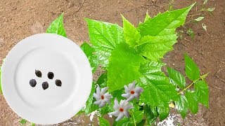 How to grow shiuli  parijat  Nightflowering Jasmine  Harshringar flower plant from seeds [upl. by Raval]