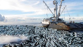 Big Net Purse Seining Commercial Tuna Fishing Caught Hundreds of tons of Fish on modern VESSEL [upl. by Purdy416]