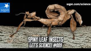 The Spiny Leaf Insect Australian Walking Stick  Lets Science [upl. by Nnyrat208]