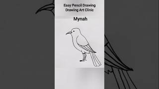 How To Draw A Mynah  drawingartclinic shorts birds drawing viralvideo reels fyp [upl. by Lapides859]