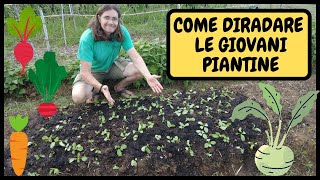 COME TRAPIANTARE delle GIOVANI PIANTINE guida PASSOPASSO  Tutorial Agricoltura e Giardinaggio [upl. by Tremain254]