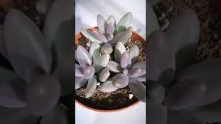 pachyphytum fittkaui [upl. by Leanatan]