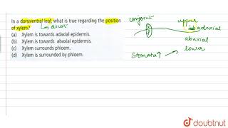 In a dorsiventral leaf what is true regarding the position of xylem [upl. by Llednov]