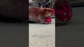 The beaver was forced to return to the wildanimals beaver rescue cute [upl. by Stilu]