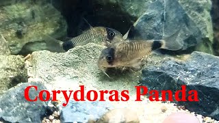 Corydoras Panda  Ikan Hias Aquascape [upl. by Gaskill]