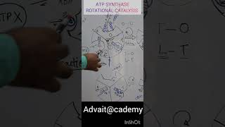 ATP Synthase [upl. by Ellison]