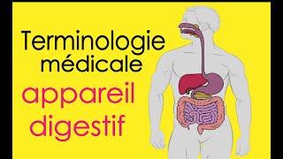 terminologie médicale appareil digestif [upl. by Anicart]